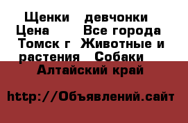 Щенки - девчонки › Цена ­ 2 - Все города, Томск г. Животные и растения » Собаки   . Алтайский край